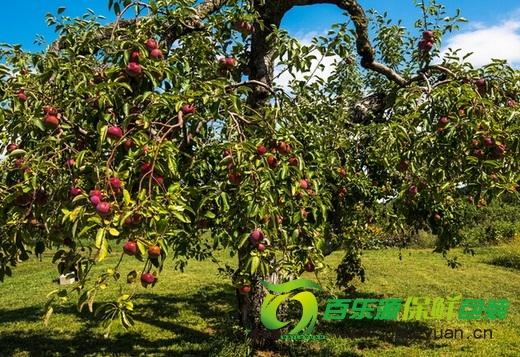 秋季:論果樹(shù)施用基肥的重要性